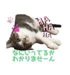 ハチワレ猫『めっちゃん♂』（個別スタンプ：40）