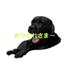 くろいほう（個別スタンプ：5）