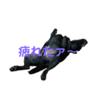 くろいほう（個別スタンプ：6）