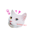 キキララくん（個別スタンプ：1）