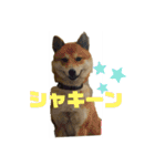 SASUKEスタンプ2（個別スタンプ：24）