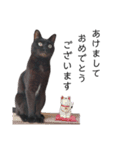 表情豊かな黒猫びびちゃんスタンプ3（個別スタンプ：1）