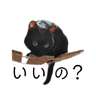 表情豊かな黒猫びびちゃんスタンプ3（個別スタンプ：3）