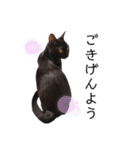 表情豊かな黒猫びびちゃんスタンプ3（個別スタンプ：7）