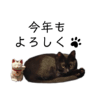 表情豊かな黒猫びびちゃんスタンプ3（個別スタンプ：8）