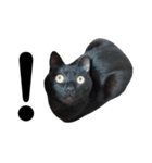 表情豊かな黒猫びびちゃんスタンプ3（個別スタンプ：23）