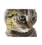 ウチのちょん。（個別スタンプ：1）
