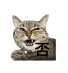 ウチのちょん。（個別スタンプ：4）