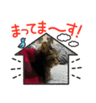ウチのちょん。（個別スタンプ：6）