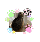 ウチのちょん。（個別スタンプ：9）