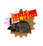 ウチのちょん。（個別スタンプ：11）