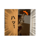 ウチのちょん。（個別スタンプ：12）
