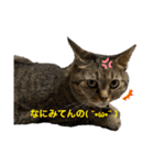 ウチのちょん。（個別スタンプ：16）
