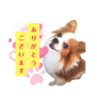 パピヨンのアポロちゃん（個別スタンプ：1）