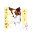 パピヨンのアポロちゃん（個別スタンプ：3）