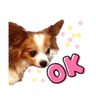パピヨンのアポロちゃん（個別スタンプ：4）
