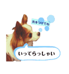 パピヨンのアポロちゃん（個別スタンプ：5）
