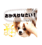 パピヨンのアポロちゃん（個別スタンプ：6）