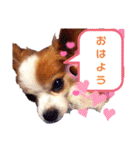 パピヨンのアポロちゃん（個別スタンプ：7）