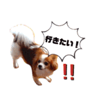 パピヨンのアポロちゃん（個別スタンプ：10）