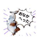 パピヨンのアポロちゃん（個別スタンプ：11）