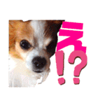 パピヨンのアポロちゃん（個別スタンプ：13）