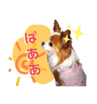 パピヨンのアポロちゃん（個別スタンプ：19）