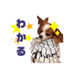 パピヨンのアポロちゃん（個別スタンプ：23）