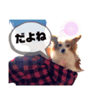 パピヨンのアポロちゃん（個別スタンプ：24）