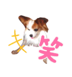 パピヨンのアポロちゃん（個別スタンプ：25）