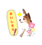 パピヨンのアポロちゃん（個別スタンプ：31）