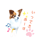 パピヨンのアポロちゃん（個別スタンプ：37）
