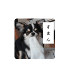 リディムスタンプ（個別スタンプ：7）