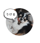 リディムスタンプ（個別スタンプ：11）