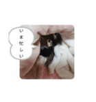 リディムスタンプ（個別スタンプ：15）