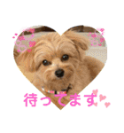 ポメプーのシフォンちゃん！（個別スタンプ：12）