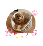 ポメプーのシフォンちゃん！（個別スタンプ：14）
