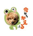 ポメプーのシフォンちゃん！（個別スタンプ：20）