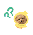ポメプーのシフォンちゃん！（個別スタンプ：22）