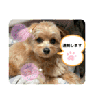 ポメプーのシフォンちゃん！（個別スタンプ：25）