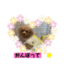 ポメプーのシフォンちゃん！（個別スタンプ：26）