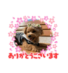 ポメプーのシフォンちゃん！（個別スタンプ：28）