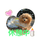 ポメプーのシフォンちゃん！（個別スタンプ：31）