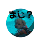 ポメプーのシフォンちゃん！（個別スタンプ：33）
