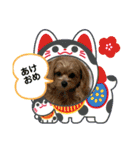 ポメプーのシフォンちゃん！（個別スタンプ：34）
