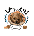 ポメプーのシフォンちゃん！（個別スタンプ：37）