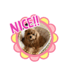 ポメプーのシフォンちゃん！（個別スタンプ：38）