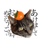 ハーツシェルター保護猫支援・冬（個別スタンプ：1）