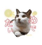 ハーツシェルター保護猫支援・冬（個別スタンプ：2）