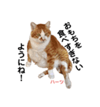ハーツシェルター保護猫支援・冬（個別スタンプ：3）